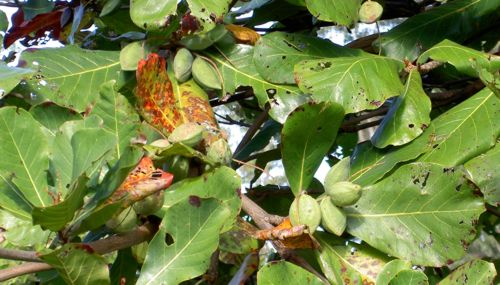 Terminalia catappa