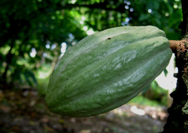 Theobroma cacao