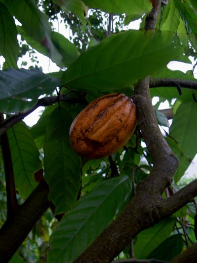 Theobroma cacao