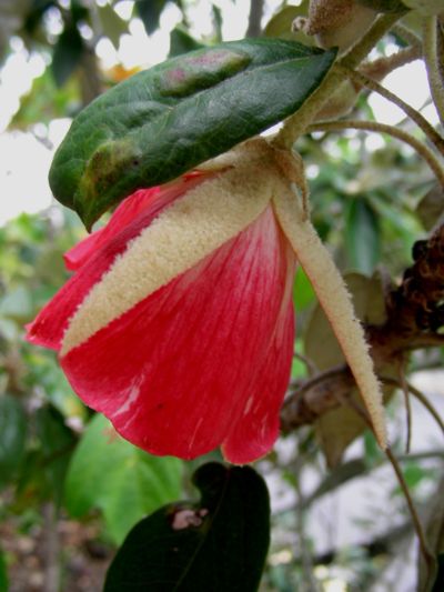 Trochetia boutoniana