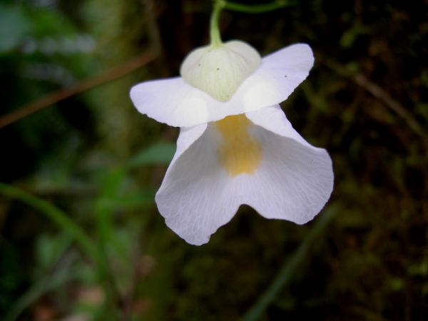 Utricularia alpina