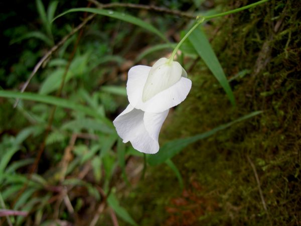 Utricularia alpina