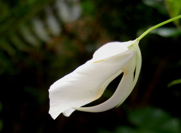 Utricularia alpina