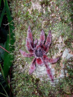 Avicularia versicolor, matoutou-falaise, endémique de la Martinique.