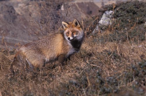 Compère Renard