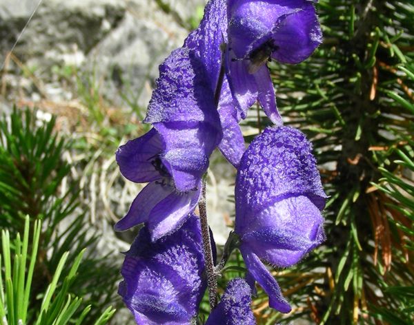 Aconitum compactum
