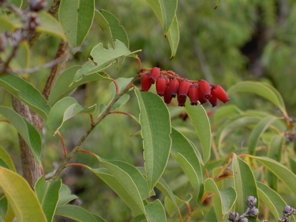 Agauria salicifolia