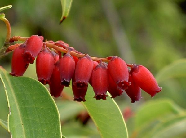 aAgauria salicifolia