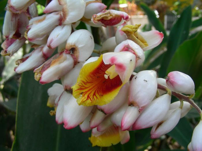 Alpinia zerumbet 