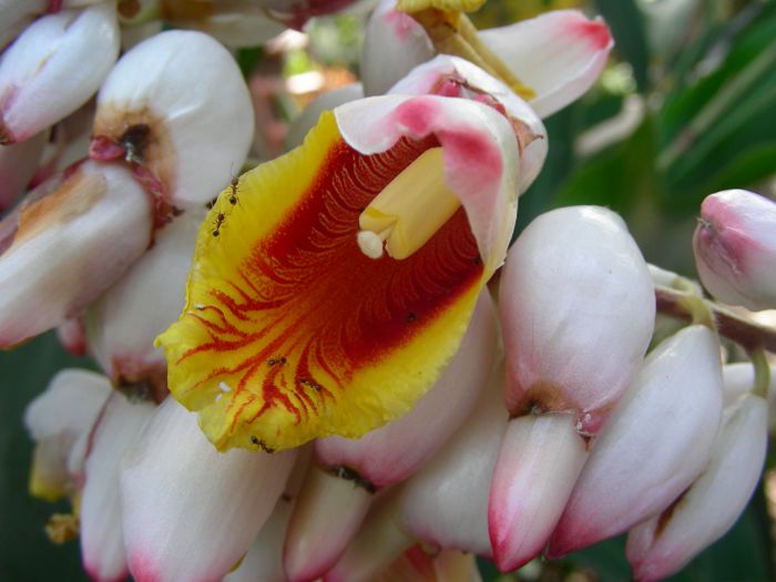 Alpinia zerumbet 