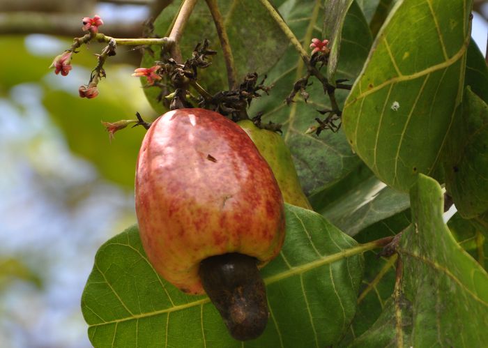 Anacardium occidentale