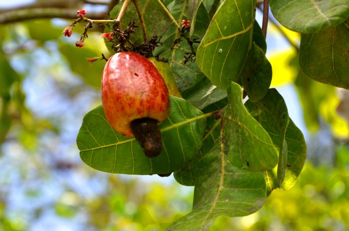 Anacardium occidentale