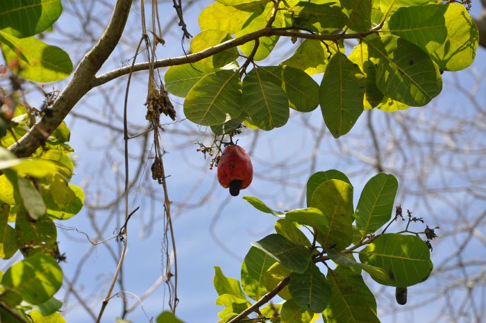 Anacardium occidentale