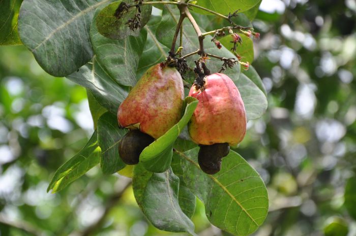 Anacardium occidentale