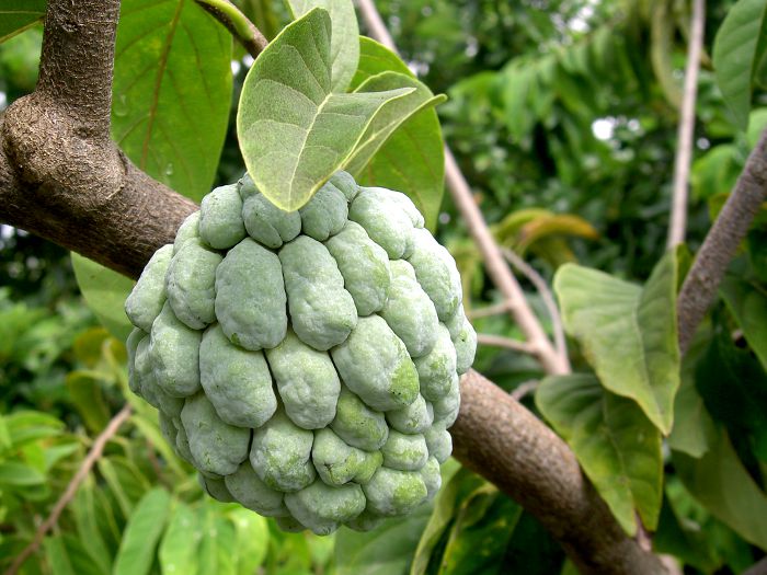 Annona squamosa