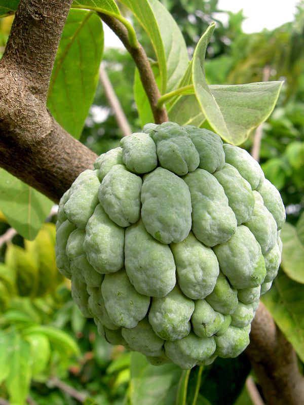 Annona squamosa