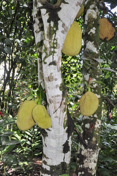 Artocarpus heterophyllus