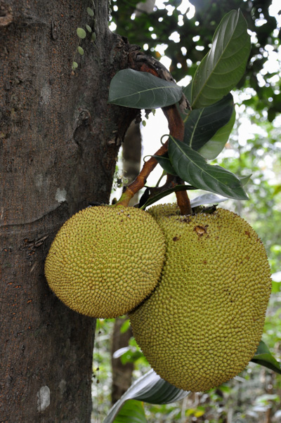 Artocarpus heterophyllus