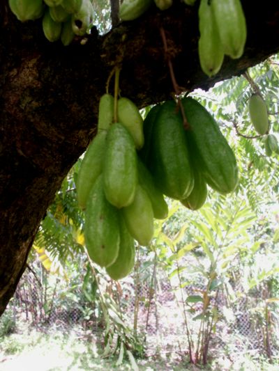 Averrhoa bilimbi