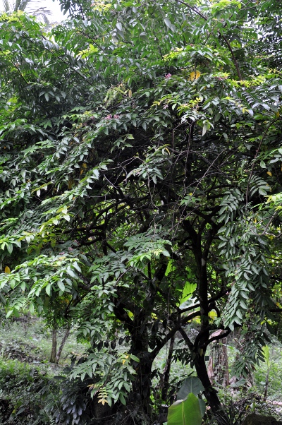 Averrhoa carambola