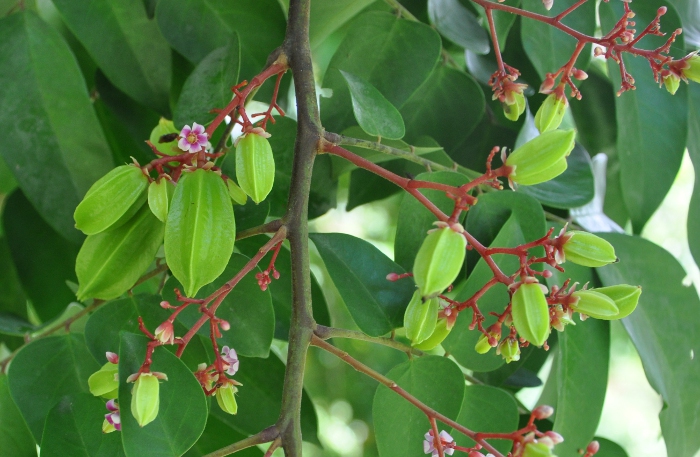 Averrhoa carambola