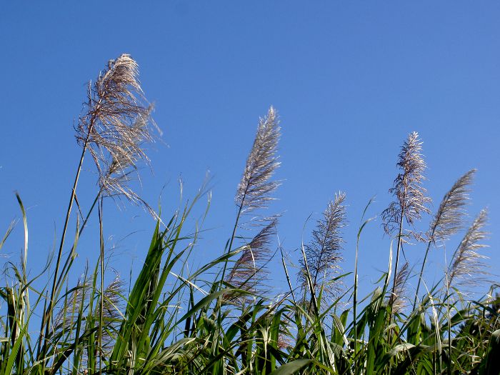 Saccharum