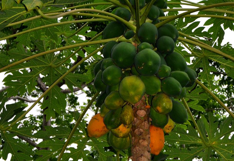 Carica papaya