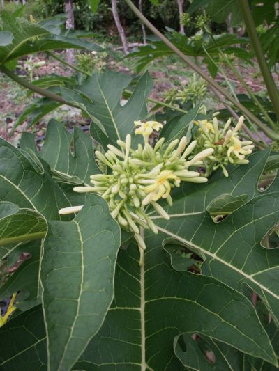 Carica papaya