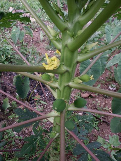 Carica papaya