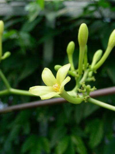 Carica papaya