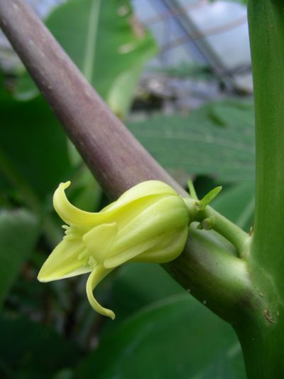 Carica papaya