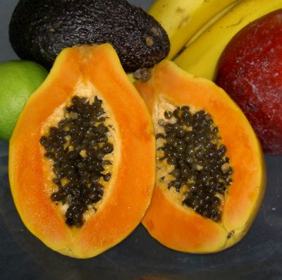 Carica papaya