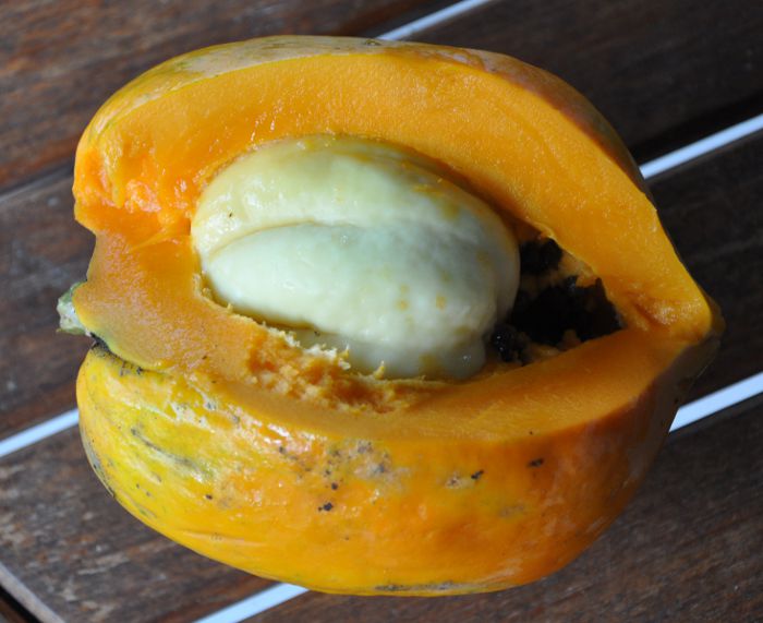 Carica papaya