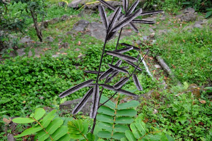 Cassia alata