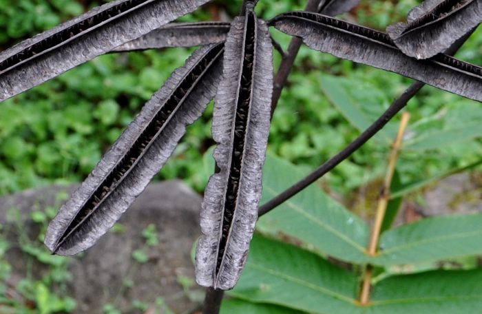Cassia alata