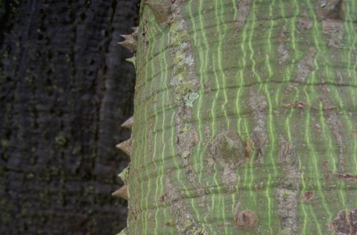 Ceiba pentandra