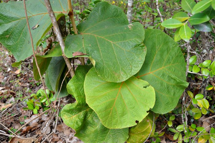Coccoloba pubescens