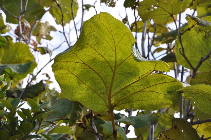 Coccoloba pubescens