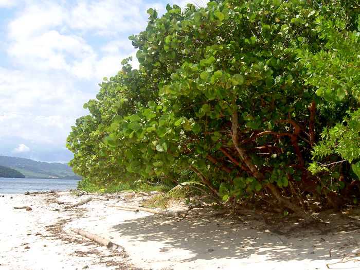 Coccoloba uvifera