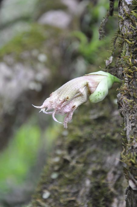 Crescentia cujete