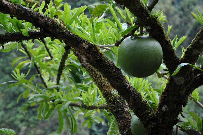 Crescentia cujete