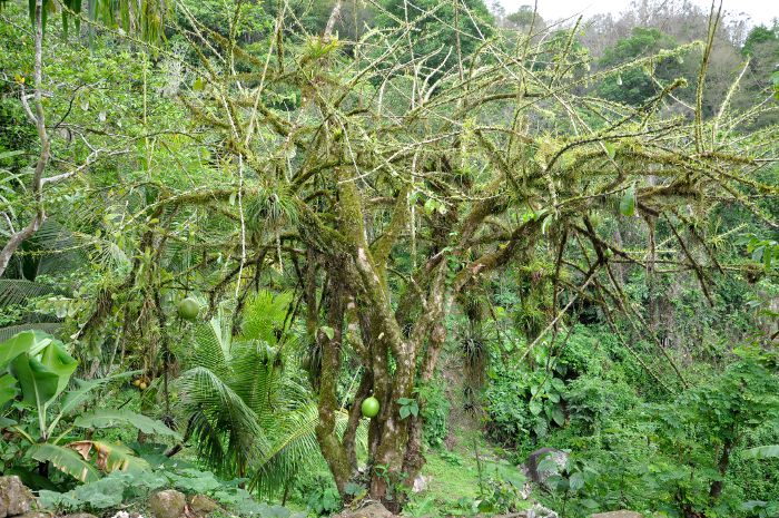 Crescentia cujete