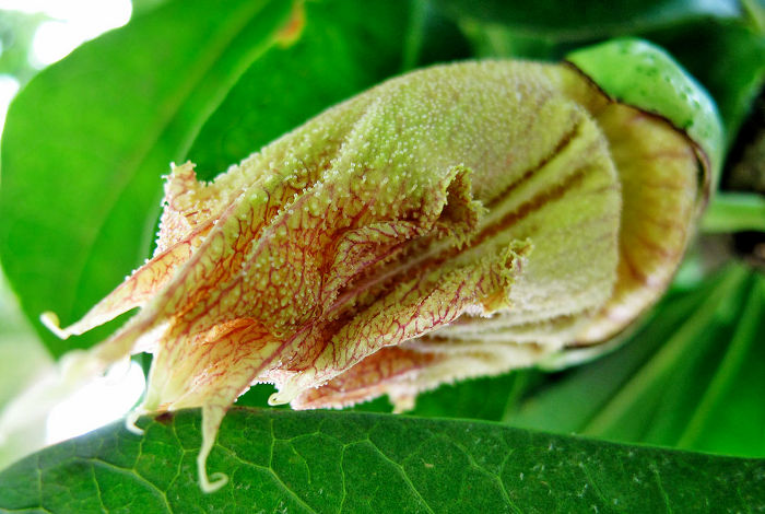 Crescentia cujete