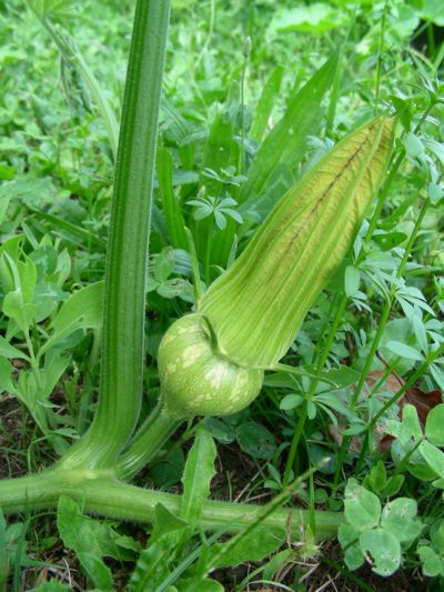 Cucurbita moschata