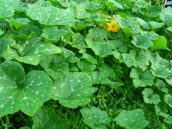 Cucurbita moschata