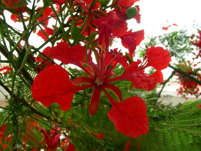Delonix regia