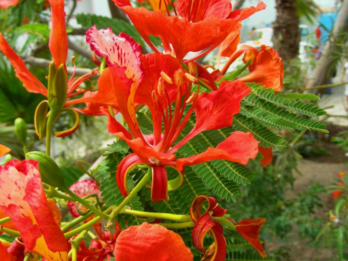 Delonix regia
