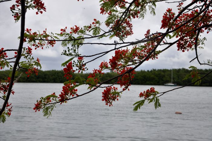 Delonix regia