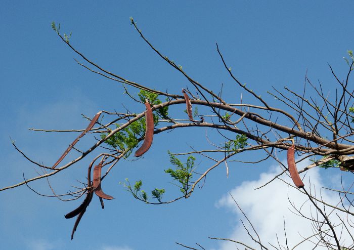 Delonix regia