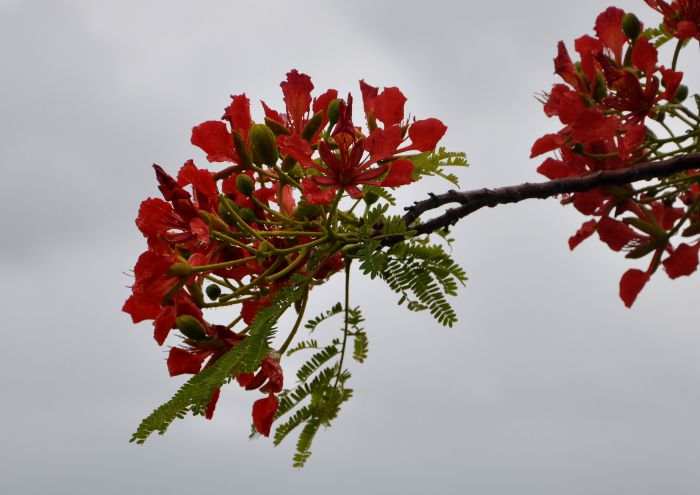 Delonix regia